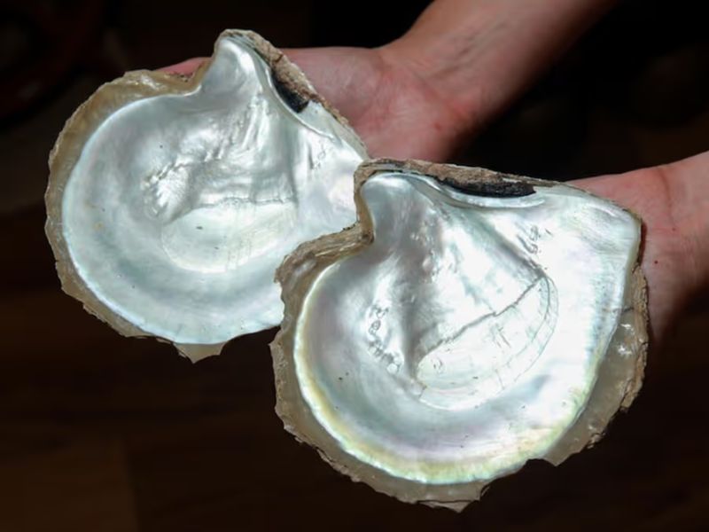 Khảm Xà Cừ Là Gì? Vật Liệu Quý Phái Tạo Nên Vẻ Đẹp Kinh Điển Trên Đồng Hồ 1